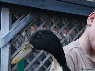 Ducks poultry Indian runner duck - Advert 1