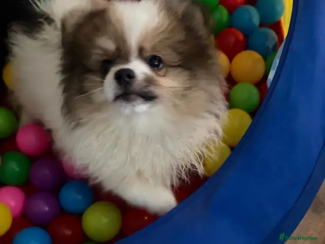 Pomeranian dogs for sale: Perfect Pom Pom - Advert 2