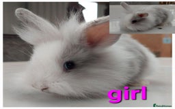 Lionhead rabbits for sale: Gorgeous baby bunnies for sale  - Image 6