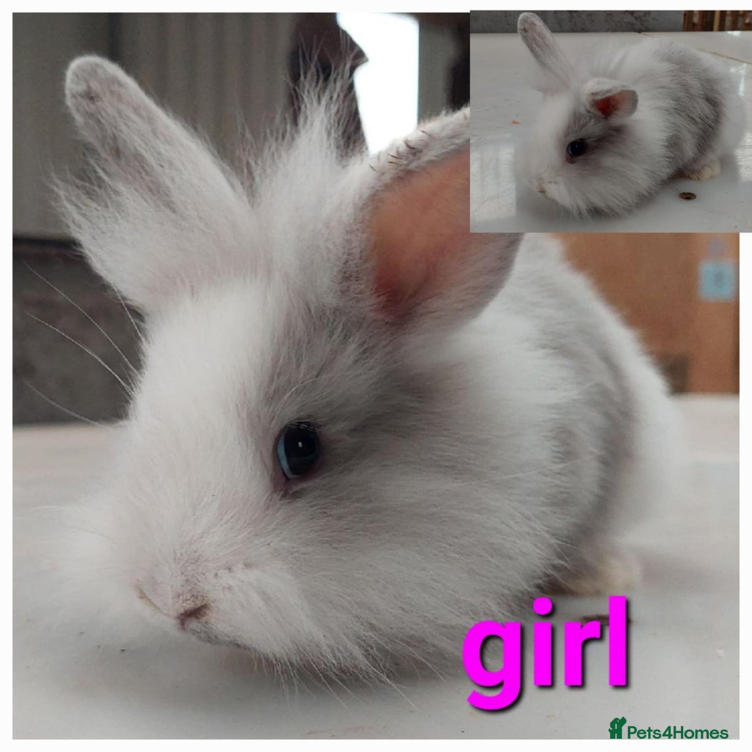 Lionhead rabbits for sale: Gorgeous baby bunnies for sale  - Image 6