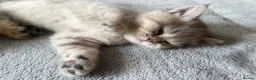 British Shorthair cats for sale: British shorthairs for sale - Advert 3