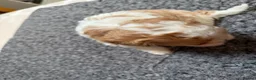 Mixed Breed dogs for sale: Cookie - Advert 8