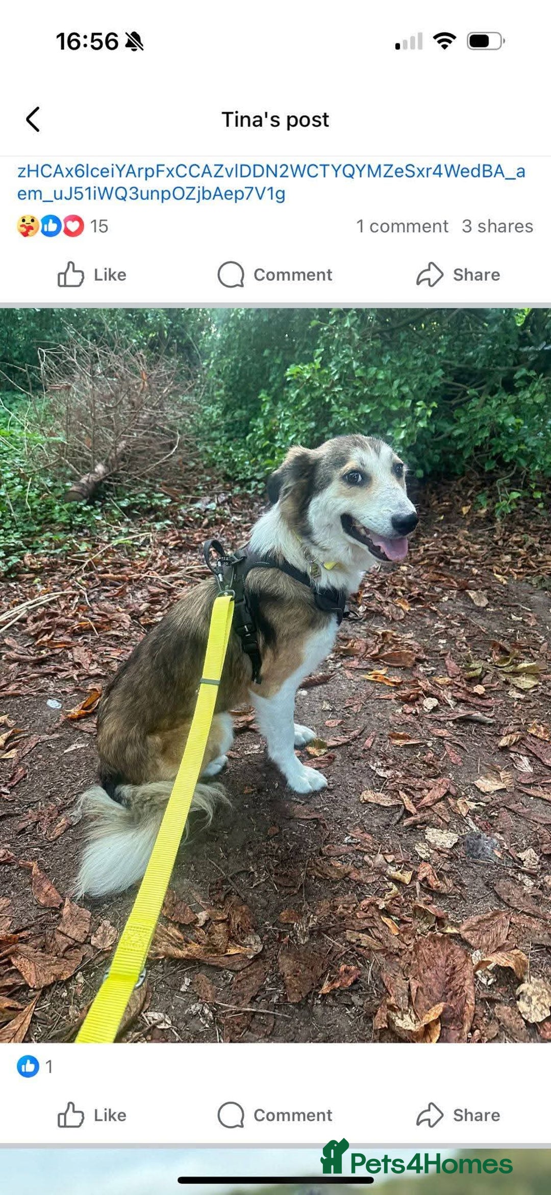 Mixed Breed dogs for adoption: Meet Zeke, currently residing in Hertfordshire  - Image 7
