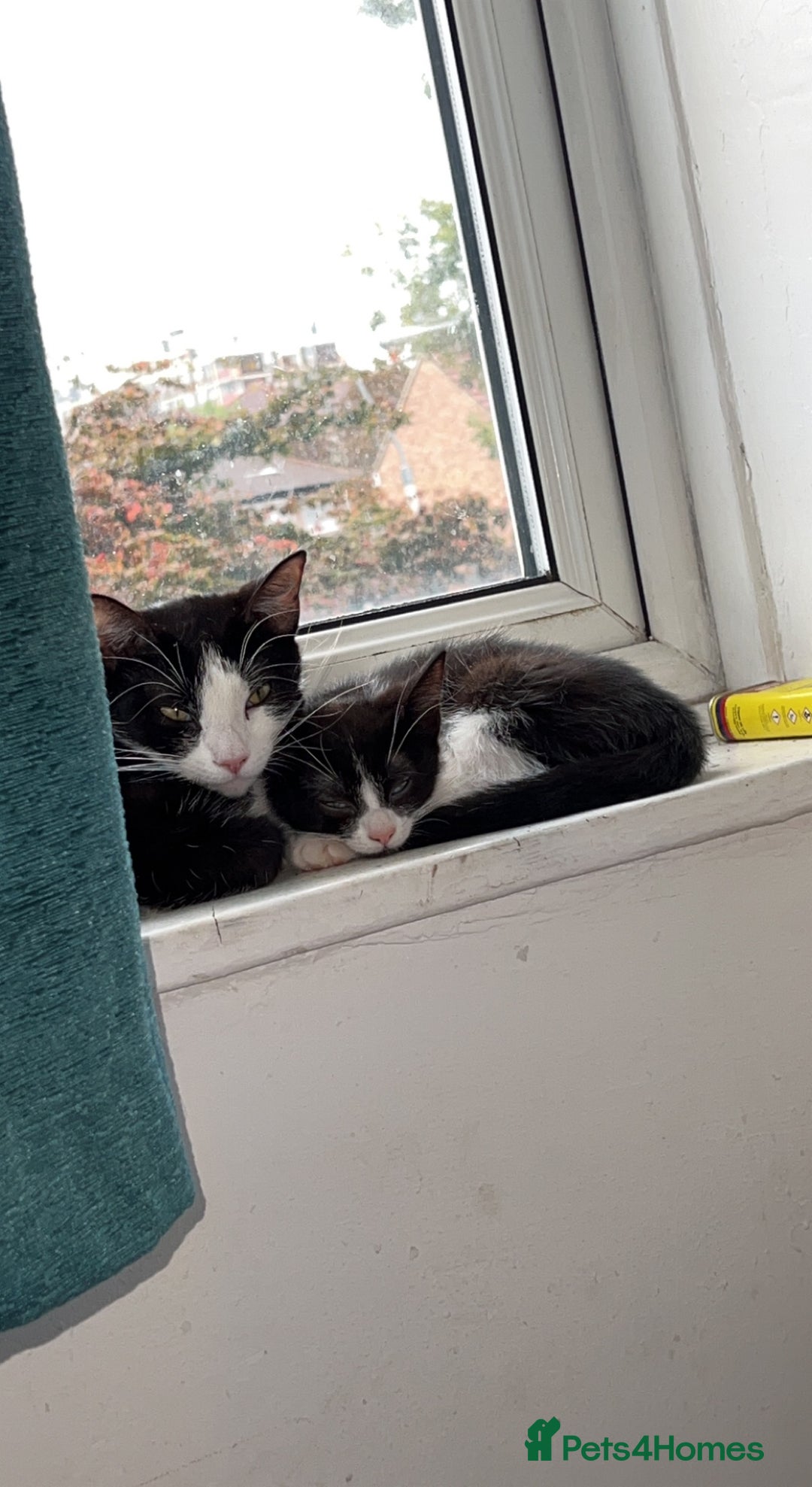Domestic Shorthair cats for sale: FREE Cats for adoption  - Image 4