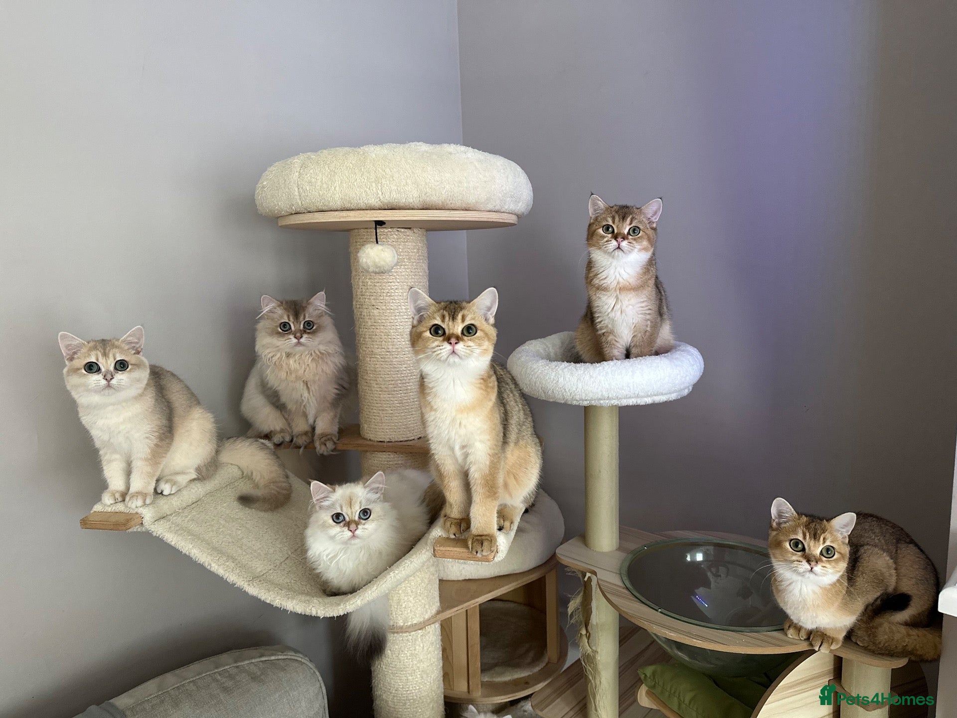 British Shorthair cats BSH Golden shaded kittens, pure breed! Ready now - Advert 1