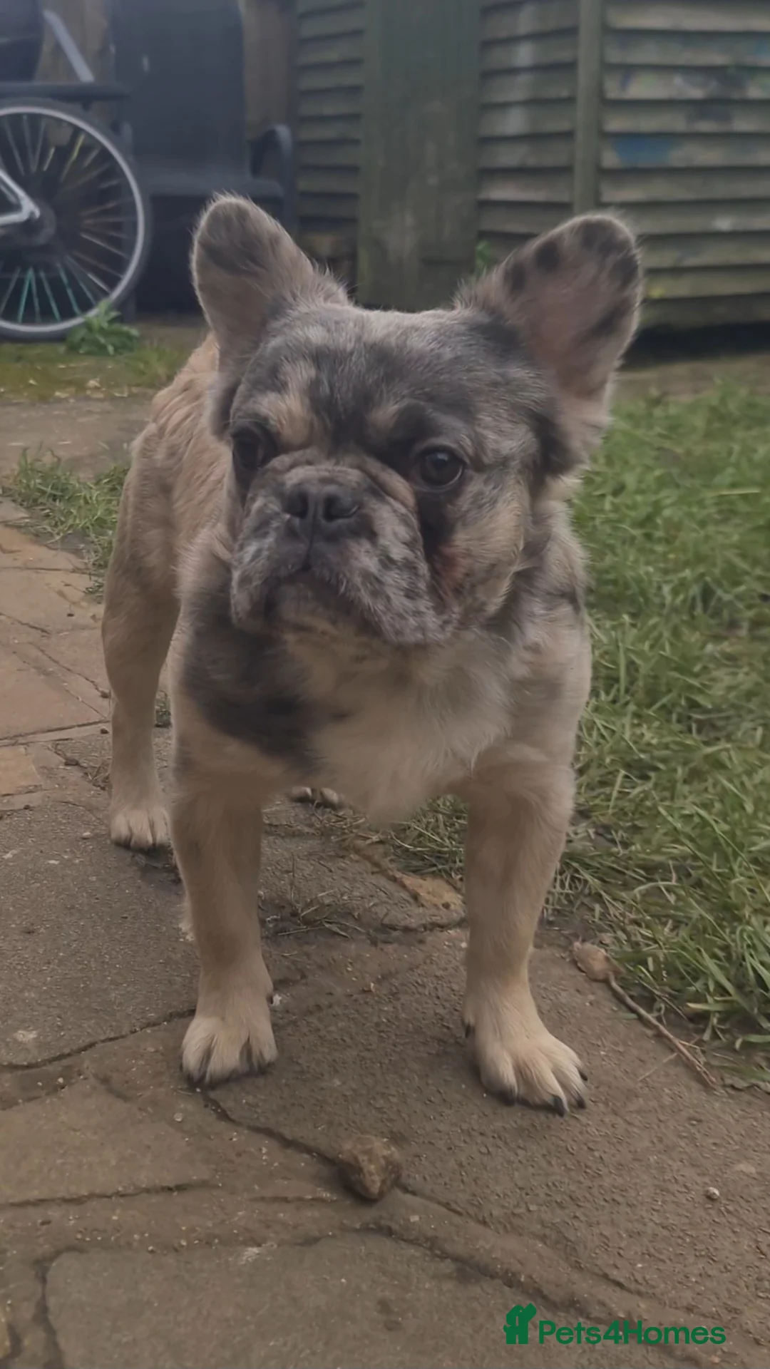 French Bulldog dogs for stud: ♟️ Cheque Mate – Elite Fluffy Frenchie Stud ✨ - Advert 2