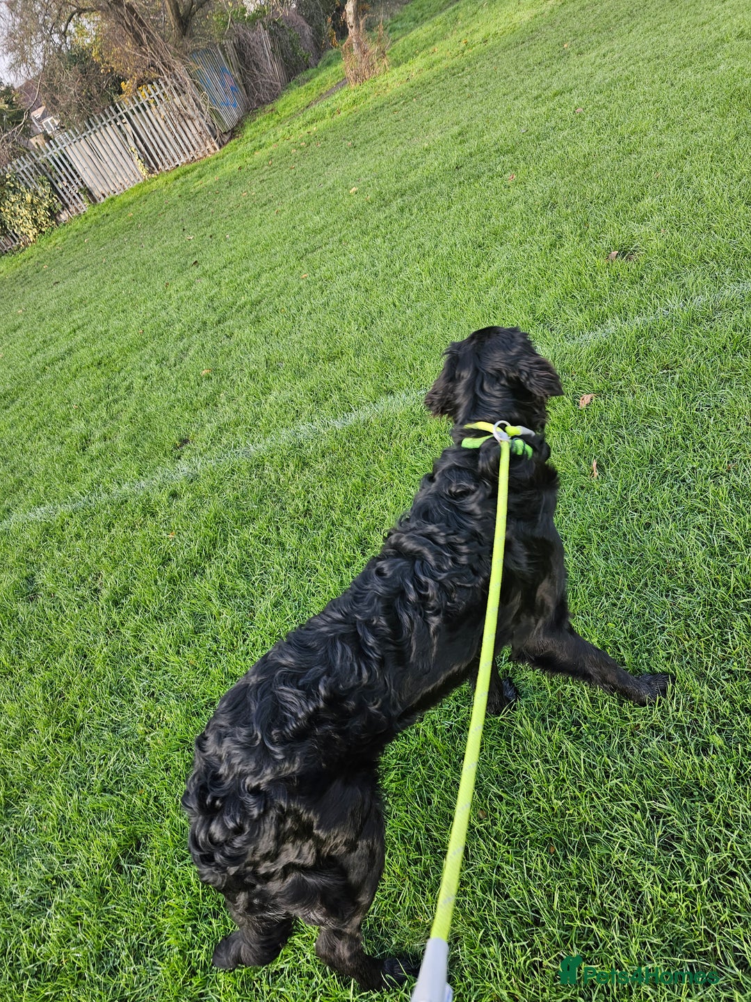 Mixed Breed dogs for sale: Newshep setter - Advert 4