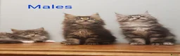 Maine Coon cats for sale: Pure Maine Coon Kittens Registered  - Advert 1