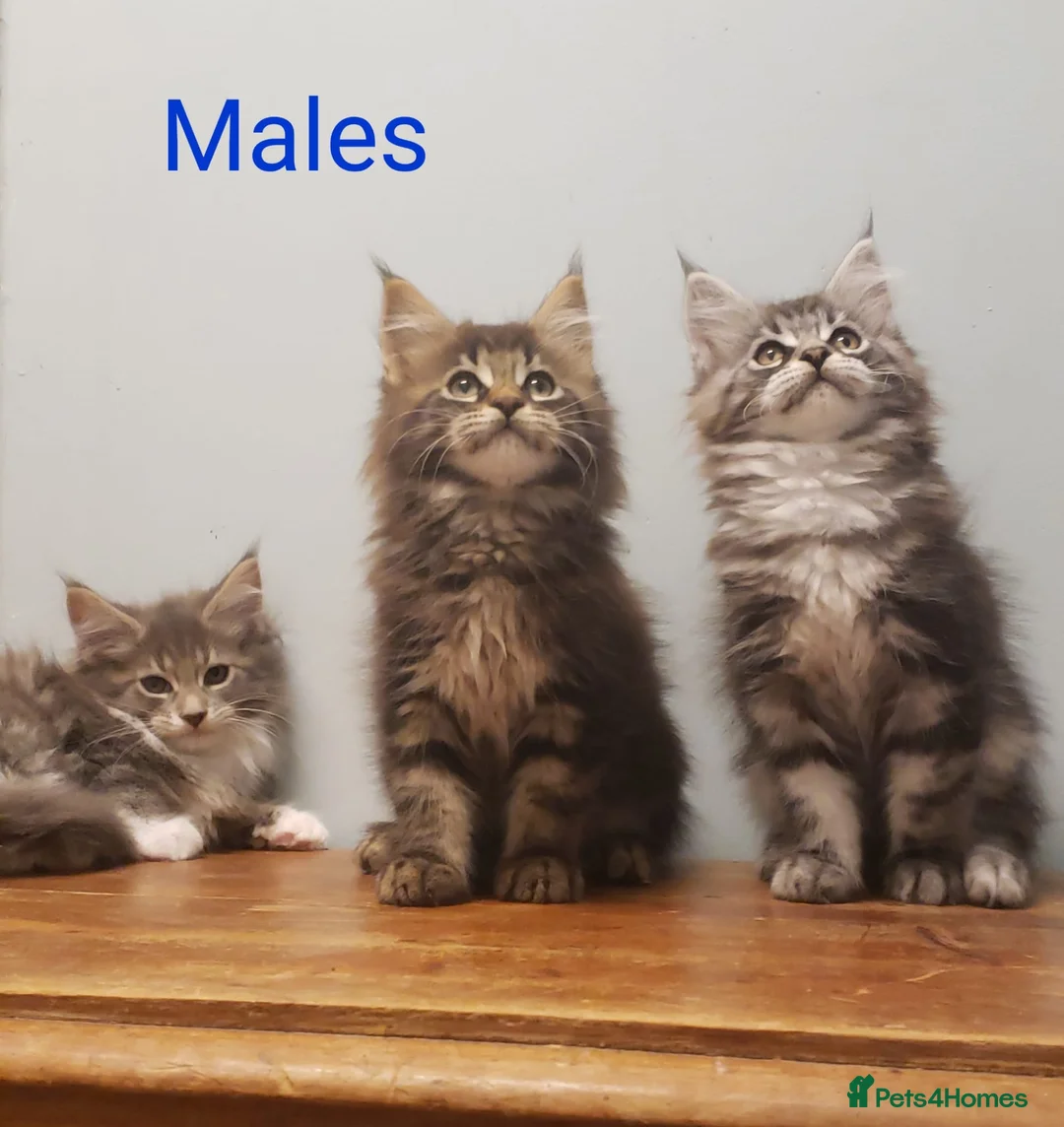 Maine Coon cats for sale: Pure Maine Coon Kittens Registered  - Advert 1