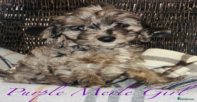 Cavapoo dogs - Advert 6