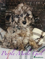 Cavapoo dogs - Advert 6