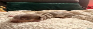 Miniature Dachshund 2