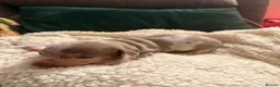 Miniature Dachshund dogs for sale: Beautiful miniature dachshund puppies  in Durham - Advert 5