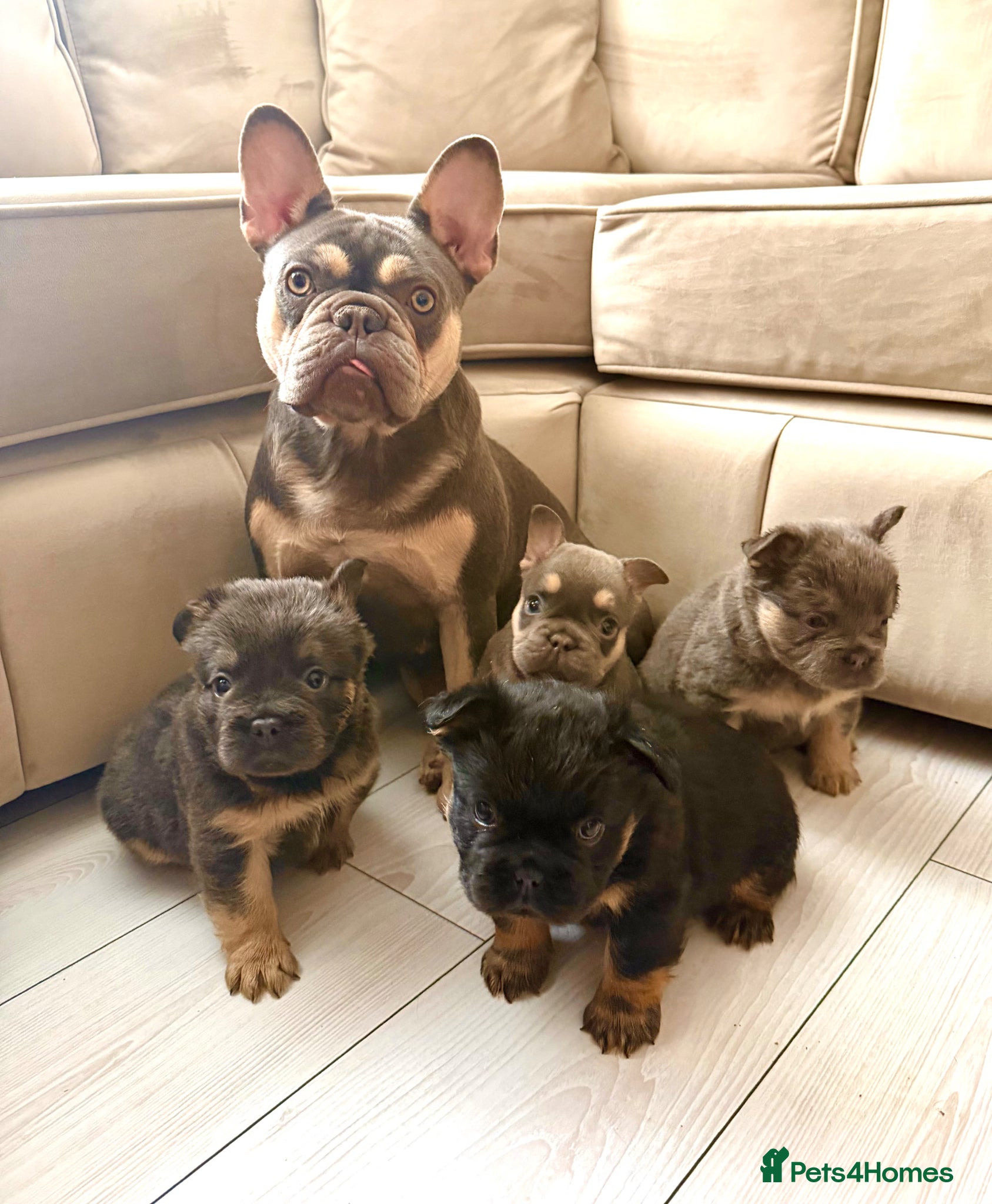 French Bulldog dogs French bulldog puppies - Advert 1