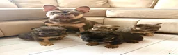 French Bulldog dogs for sale: French bulldog puppies - Advert 1