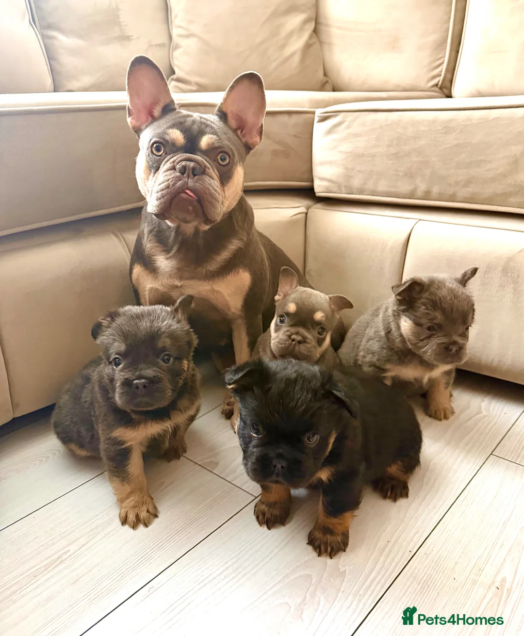 French Bulldog dogs for sale: French bulldog puppies - Advert 1