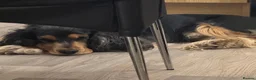 Cocker Spaniel dogs for stud: Show type cocker spaniel - Advert 7