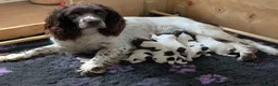 English Springer Spaniel dogs for sale: KC English Springer Spaniel Puppies - Advert 1