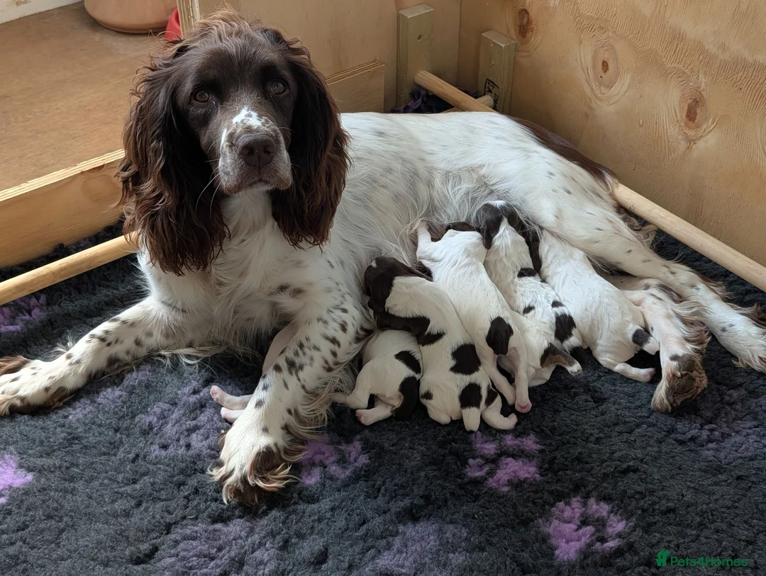 English Springer Spaniel dogs for sale: KC English Springer Spaniel Puppies - Advert 1