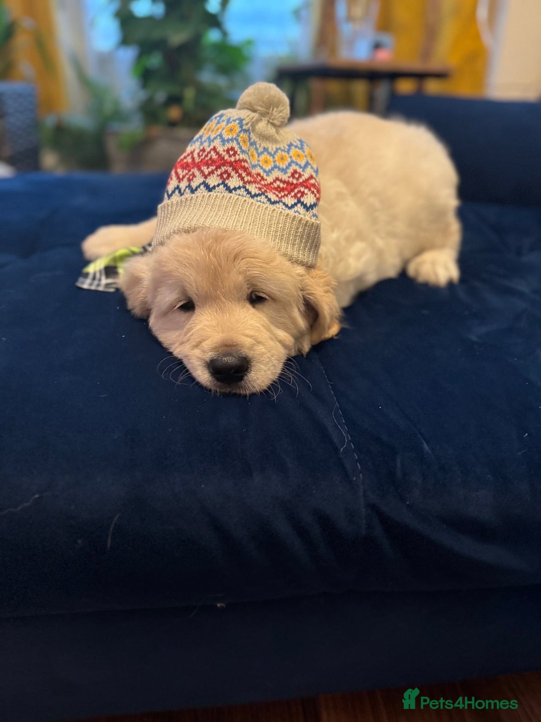 Golden Retriever dogs for sale: Beautiful Golden Retriever puppies KC - Advert 8