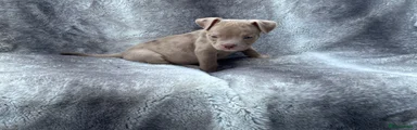American Bully 2