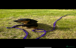 Dachshund dogs for sale: Kiwi Black and Tan dachshund  - Image 2