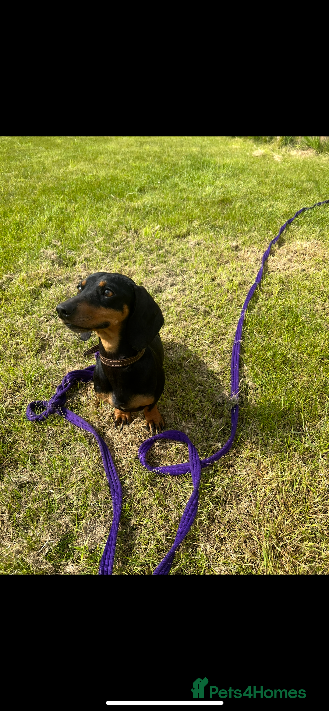 Dachshund dogs for sale: Kiwi Black and Tan dachshund  - Image 2