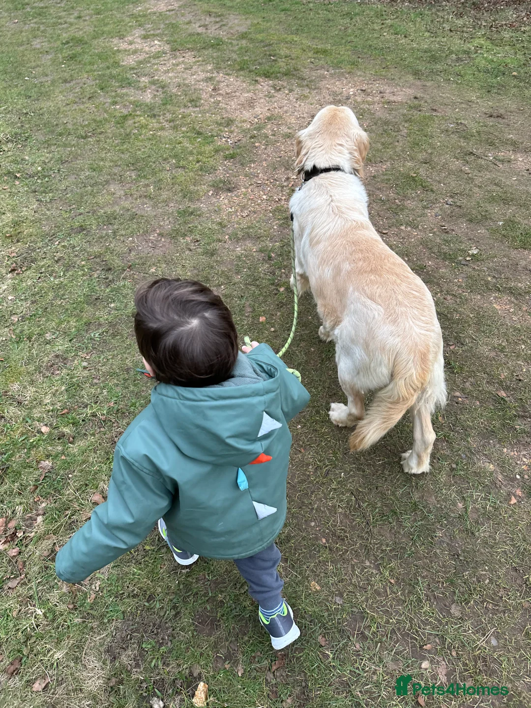 Golden Retriever dogs for sale: 35*GEN KC/FCI Dad Champion Health Certificated - Advert 10