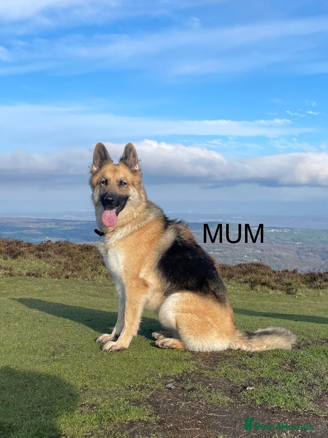 German Shepherd dogs for sale: 7 CHUNKY GERMAN SHEPHERD PUPPIES KC REGISTERED - Image 24