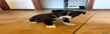 Border Collie Puppy 1