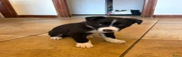 Border Collie dogs for sale: Border Collie Pups - Advert 5