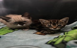 Ragdoll cats for sale: Beautiful Ragdoll Mix Kitten ready for home😻 - Image 7