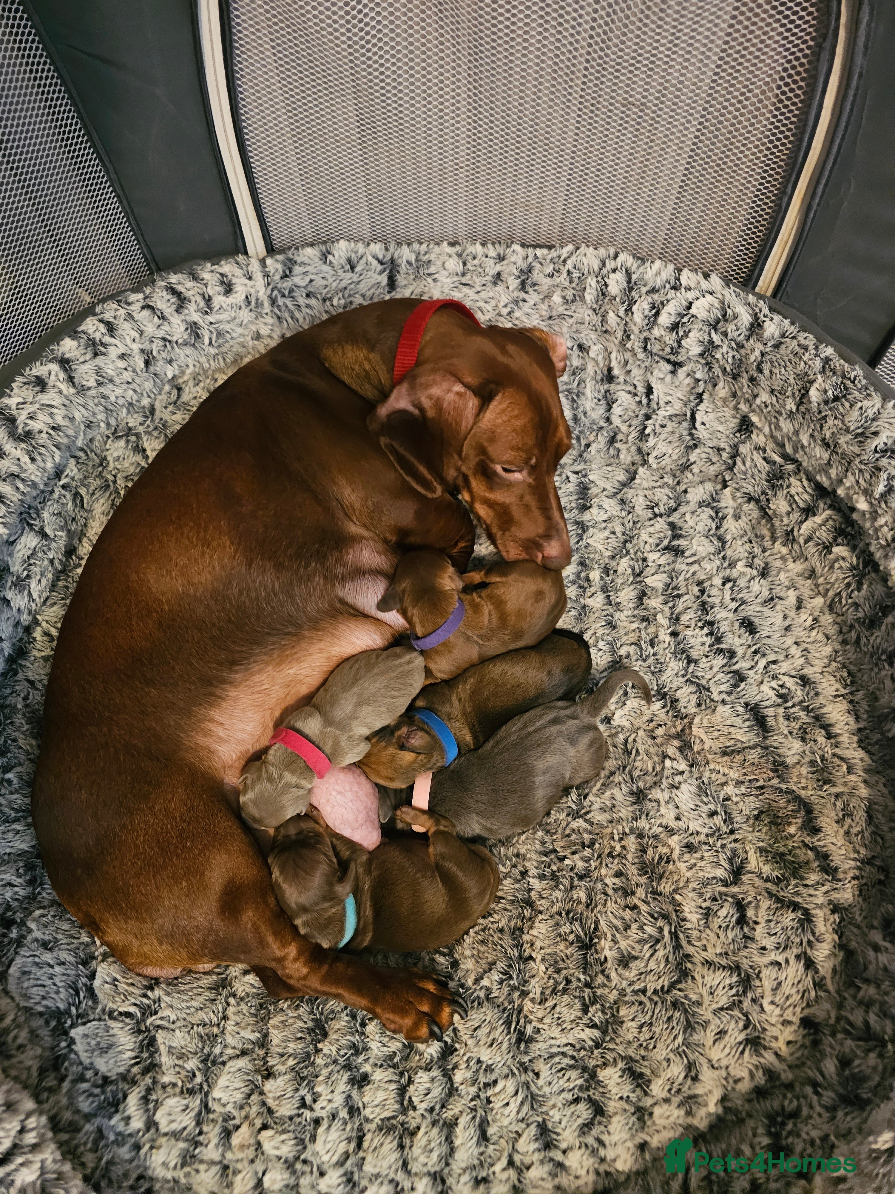 Dachshund dogs 3 Beautiful Dachshund Puppies - Advert 8