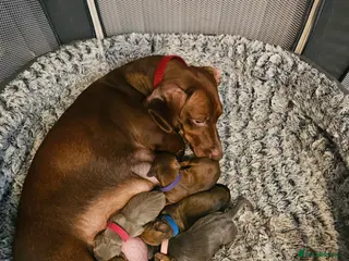 Dachshund dogs 3 Beautiful Dachshund Puppies - Advert 8