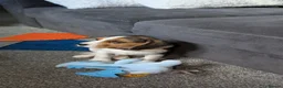 Beagle dogs for sale: Beagle called Ava - Advert 5