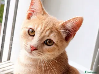 Mixed Breed cats 2 LEFT Ragdoll X Kittens - Advert 5