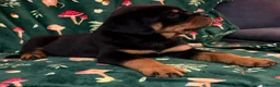 Rottweiler dogs for sale: Beautiful Rottweiler Puppies Available  - Advert 40