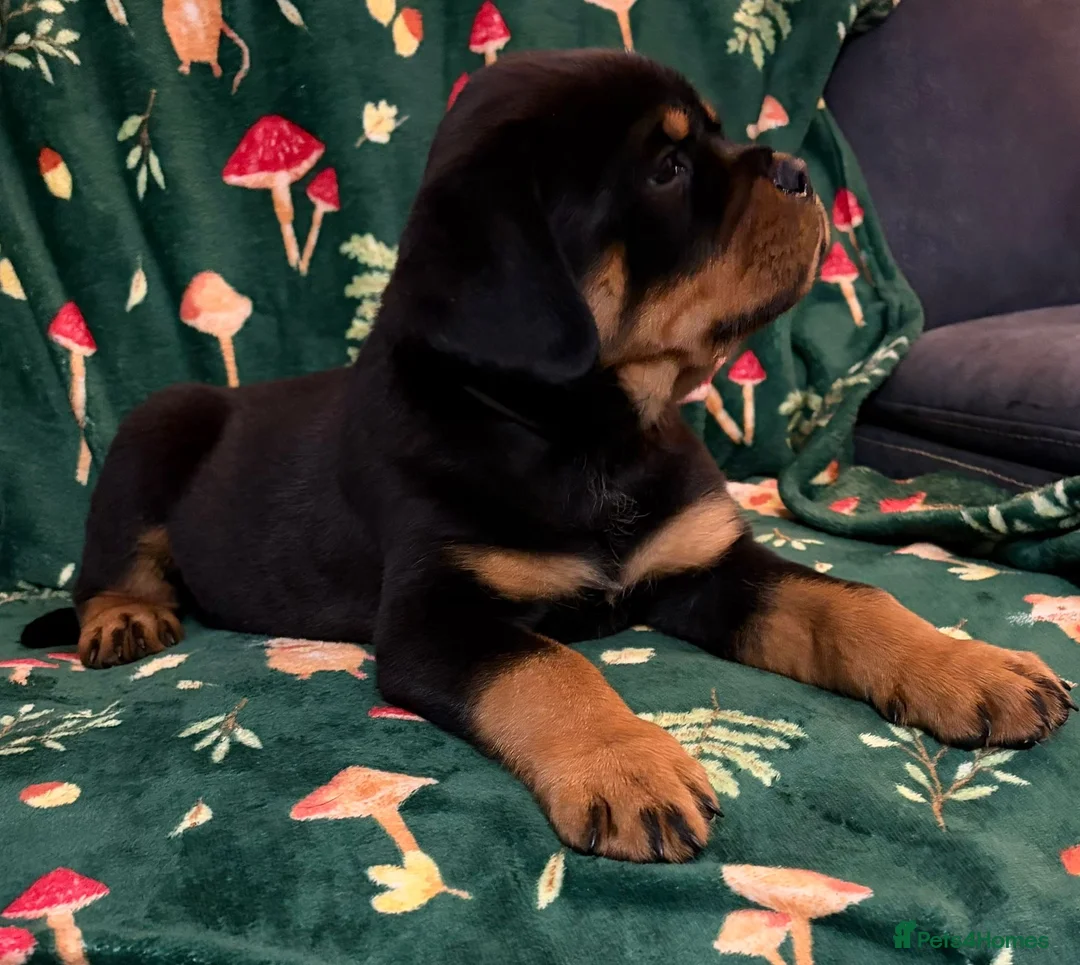 Rottweiler dogs for sale: Beautiful Rottweiler Puppies Available  - Advert 40