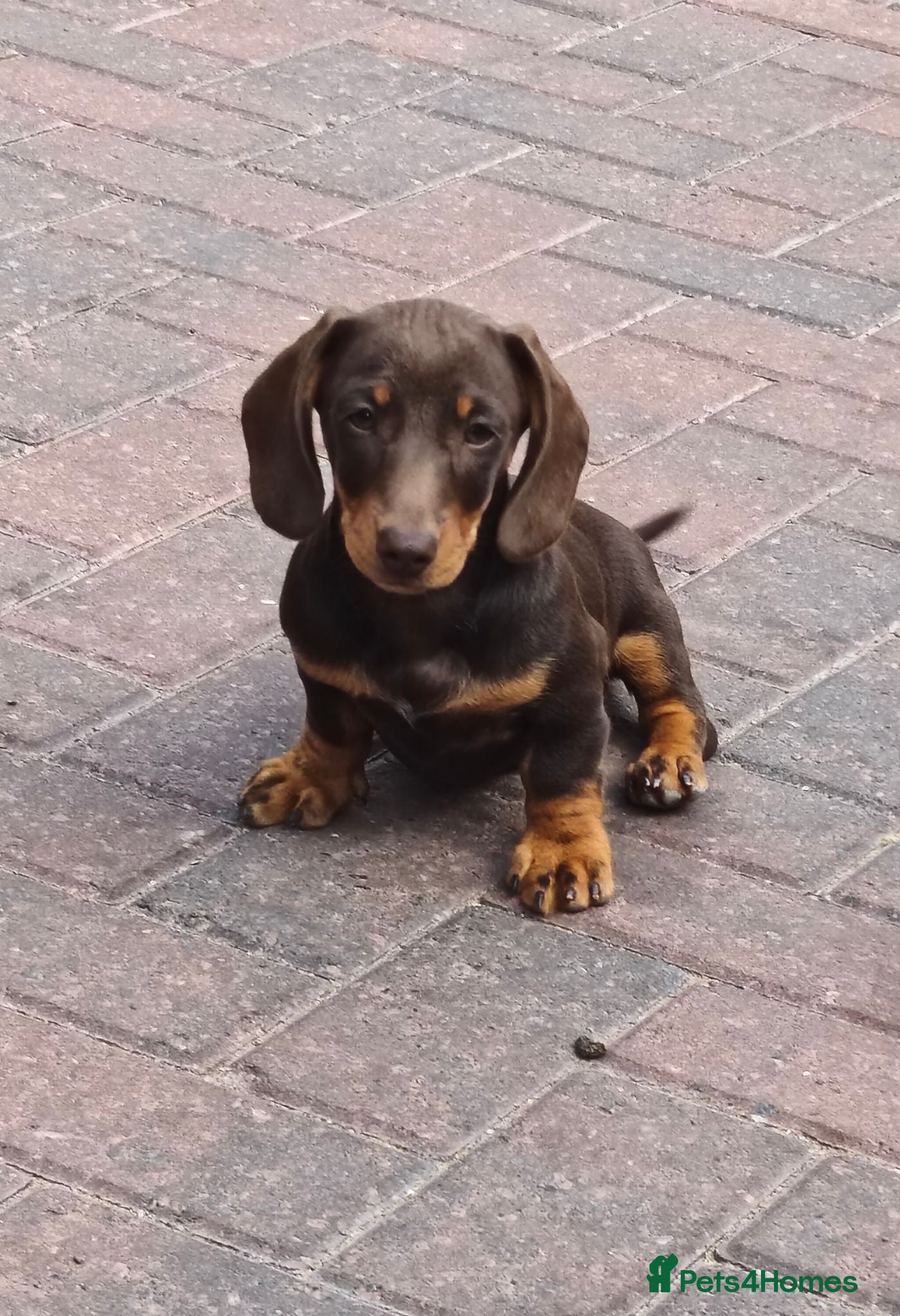 Miniature Dachshund dogs Exceptional  top quality miniature dachshund kc - Advert 2