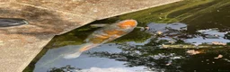 Koi Carp fish for sale: Five large koi carp in St Albans - Advert 1