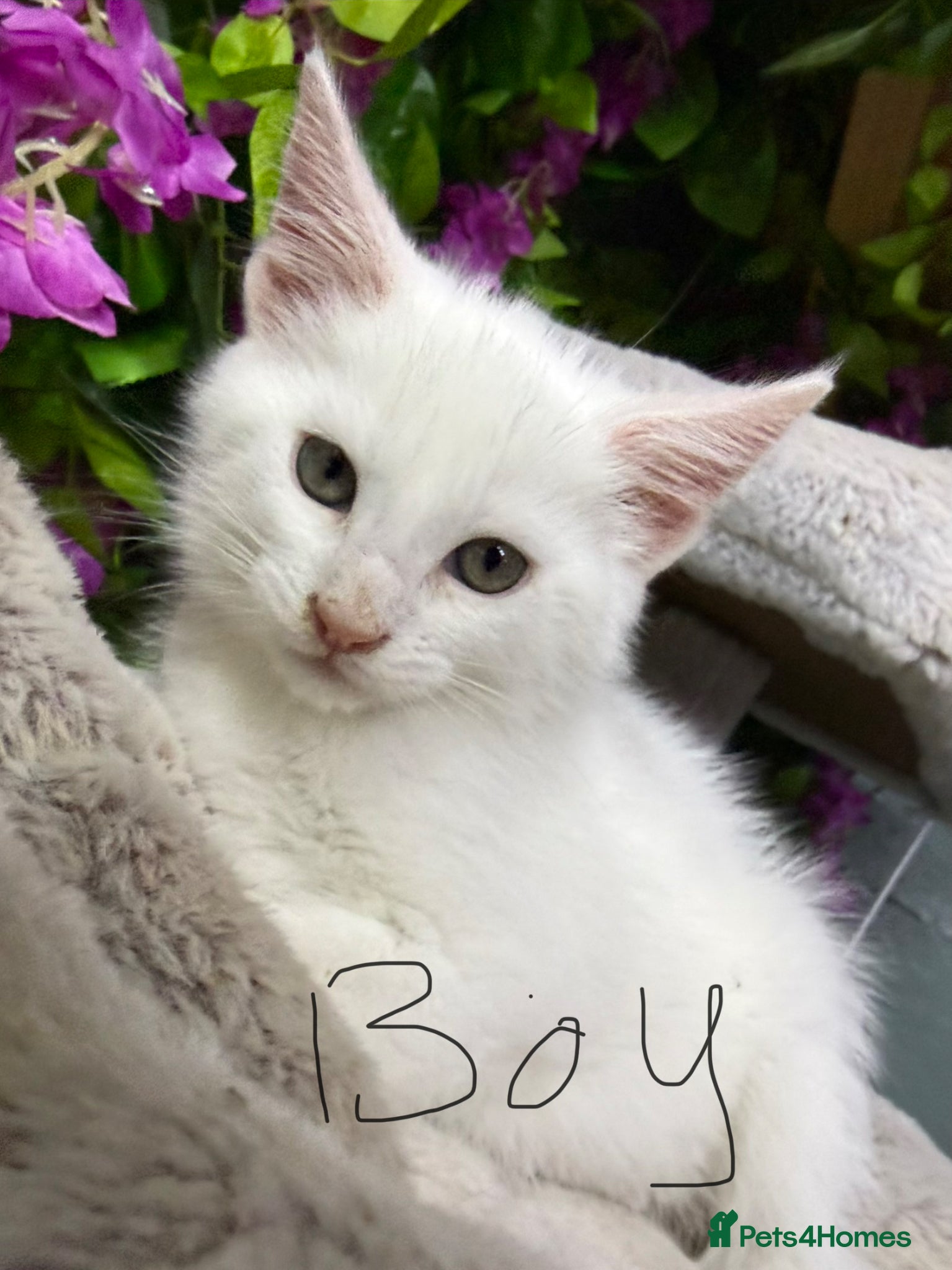 Maine Coon cats for sale: Mainecoon x  - Advert 2