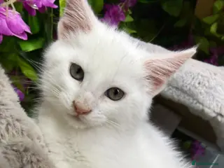 Maine Coon cats for sale: Mainecoon x - Advert 2