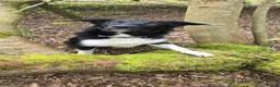 Border Collie dogs for sale: 7 month old border collie in Carluke - Advert 8
