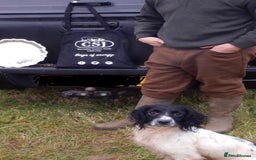 English Springer Spaniel dogs for stud: ⭐️🏆Handsome Health Tested B&W Stud⭐️🏆 in Malmesbury - Image 9