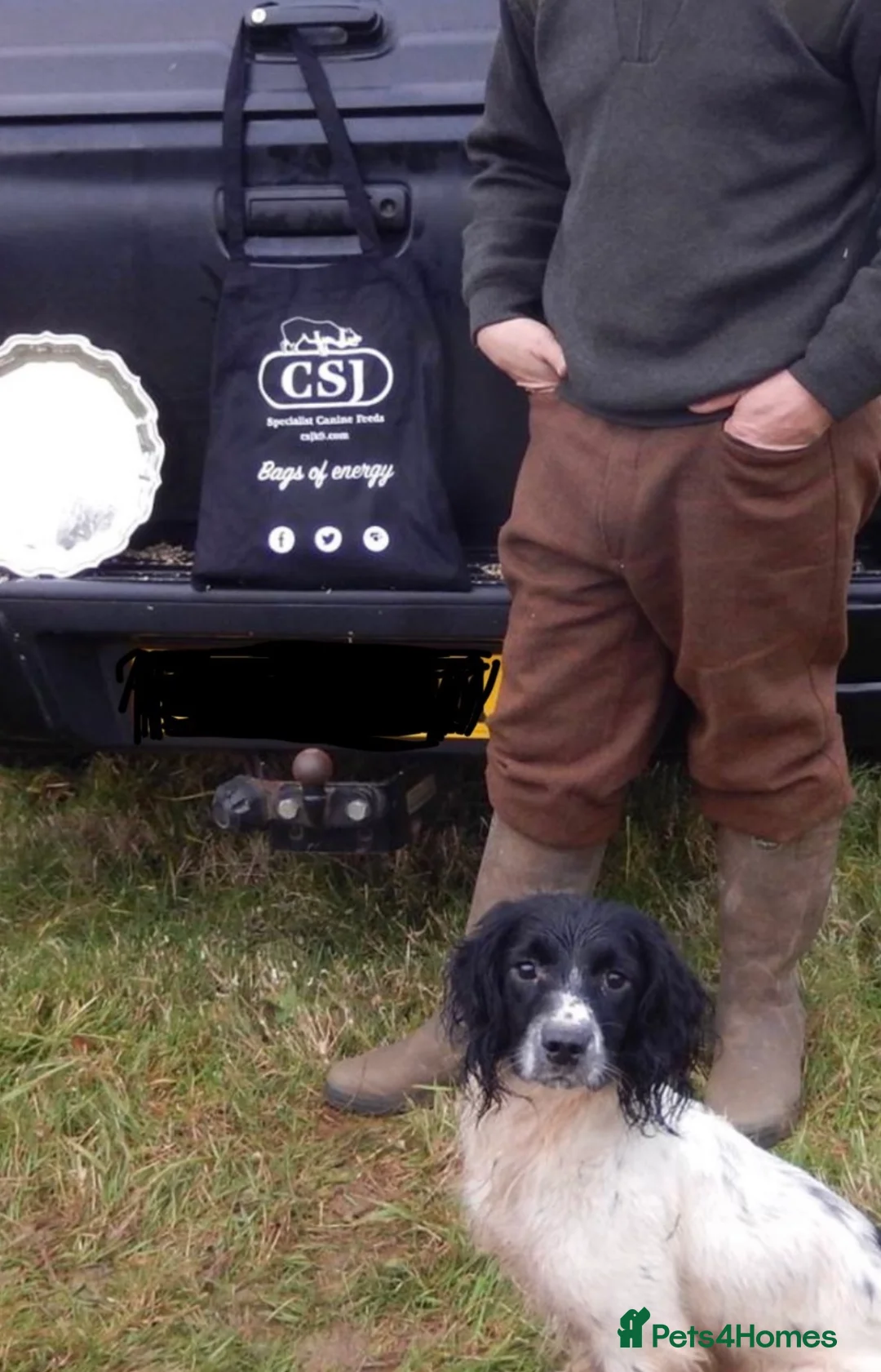 English Springer Spaniel dogs for stud: ⭐️🏆Handsome Health Tested B&W Stud⭐️🏆 in Malmesbury - Advert 9