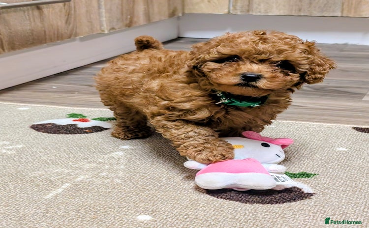 Toy Poodle dogs Tiny Toy Poodles 🩷💙 - Advert 1
