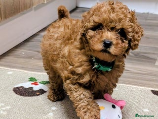 Toy Poodle dogs Tiny Toy Poodles 🩷💙 - Advert 3
