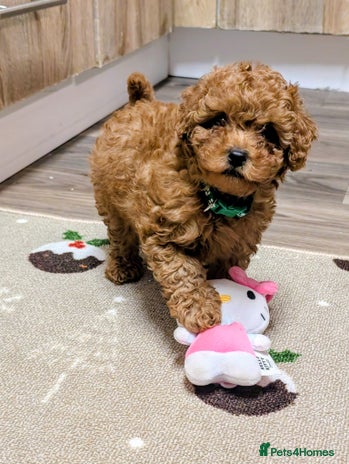 Toy Poodle dogs Tiny Toy Poodles 🩷💙 - Advert 1