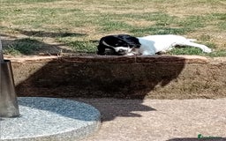 English Springer Spaniel dogs for sale: Working English Springer Spaniel  in Cullompton - Image 1