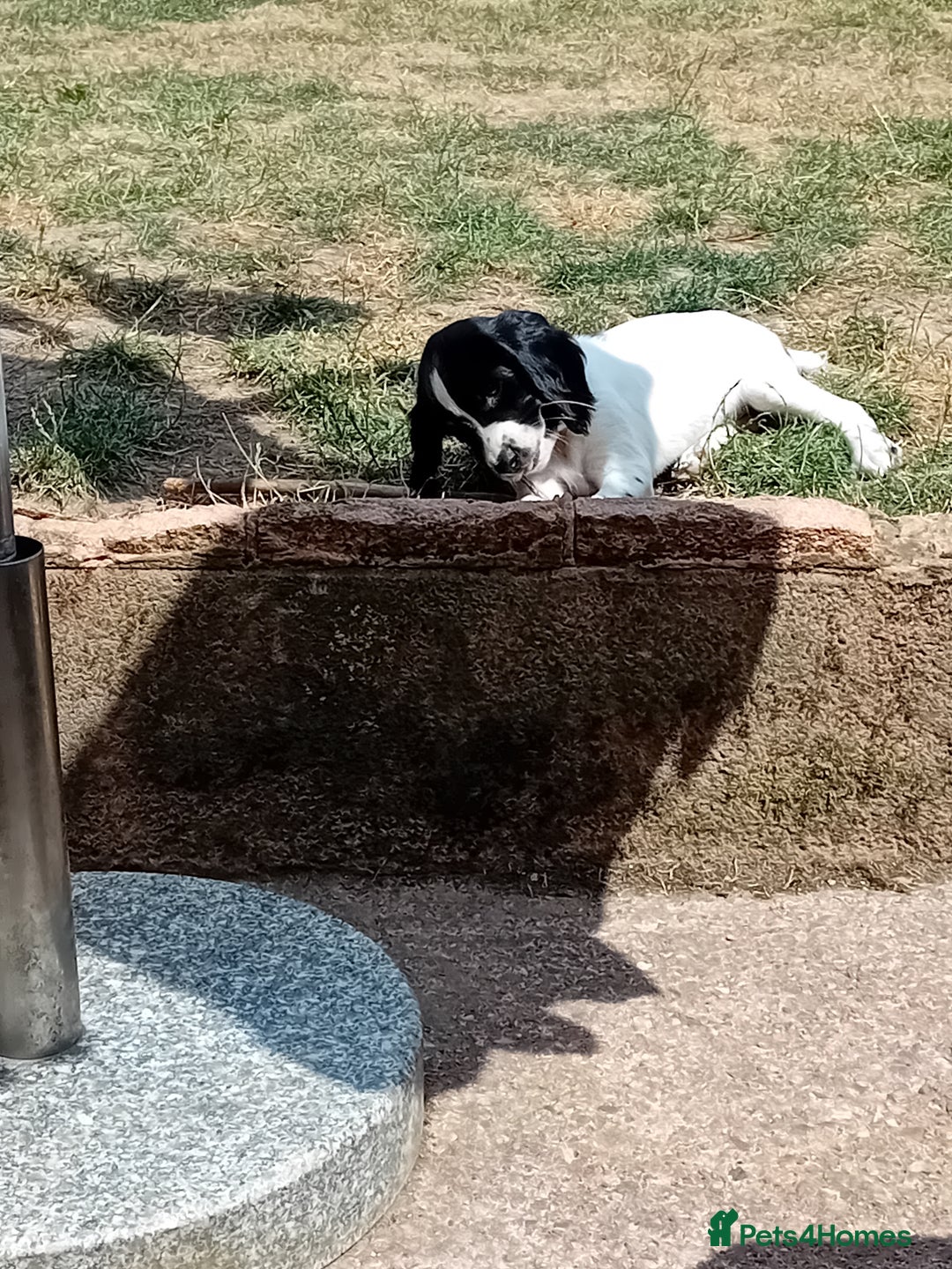 English Springer Spaniel dogs for sale: Working English Springer Spaniel  in Cullompton - Image 1